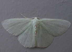 Red-bordered Emerald